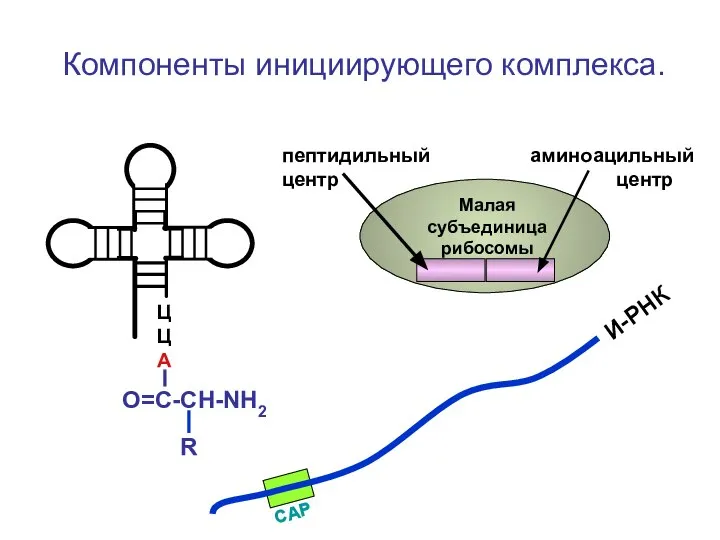 Компоненты инициирующего комплекса. ЦЦА О=С-СН-NH2 И-РНК Малая субъединица рибосомы пептидильный аминоацильный центр центр R