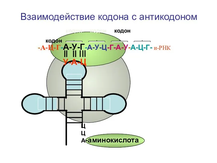 Взаимодействие кодона с антикодоном кодон кодон кодон кодон -А-Ц-Г-А-У-Г-А-У-Ц-Г-А-У-А-Ц-Г- и-РНК У-А-Ц ЦЦА -аминокислота