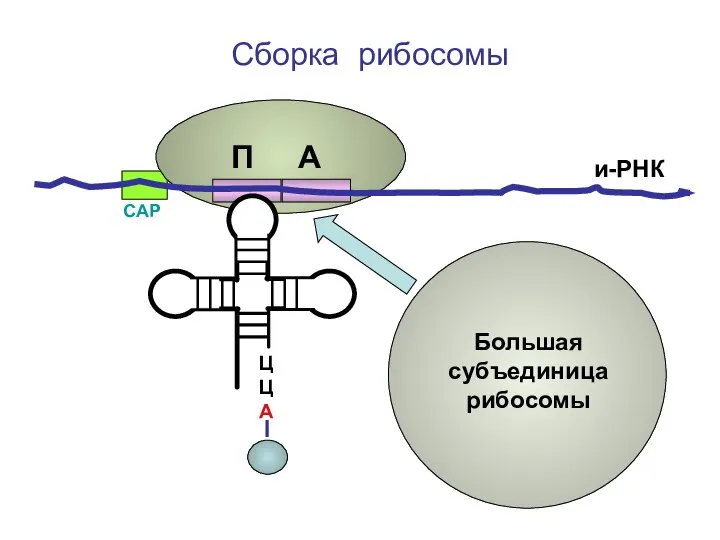 ЦЦА Сборка рибосомы и-РНК СAP Большая субъединица рибосомы П А