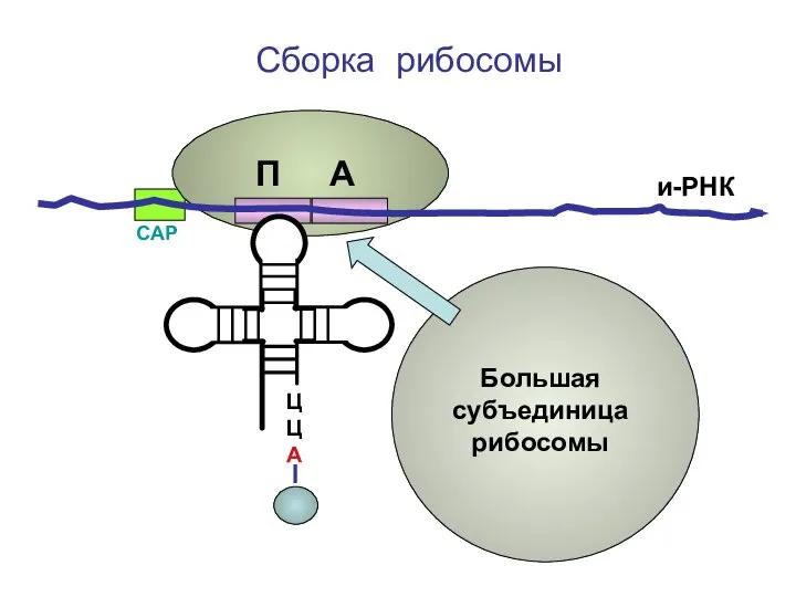 ЦЦА Сборка рибосомы и-РНК СAP П А