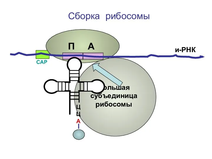 ЦЦА Сборка рибосомы и-РНК СAP П А