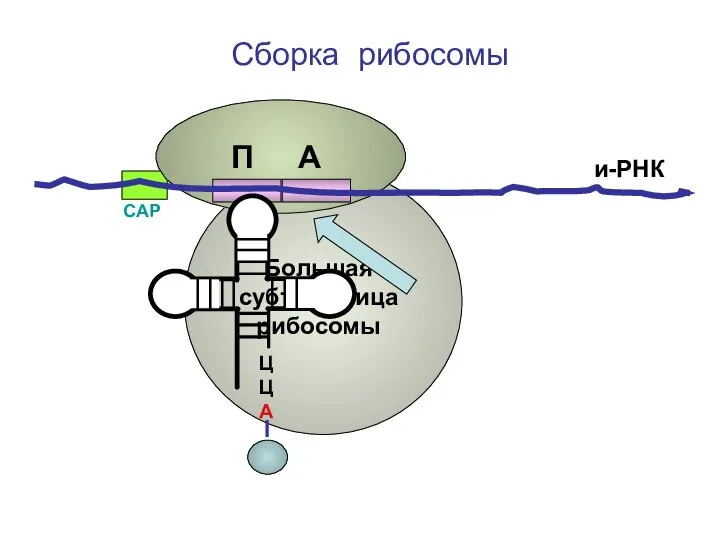 ЦЦА Сборка рибосомы и-РНК СAP П А