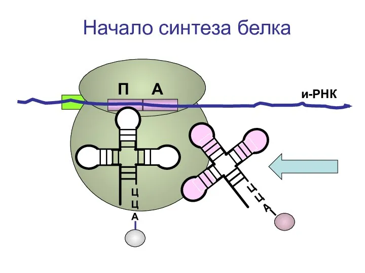 ЦЦА ЦЦА и-РНК Начало синтеза белка П А