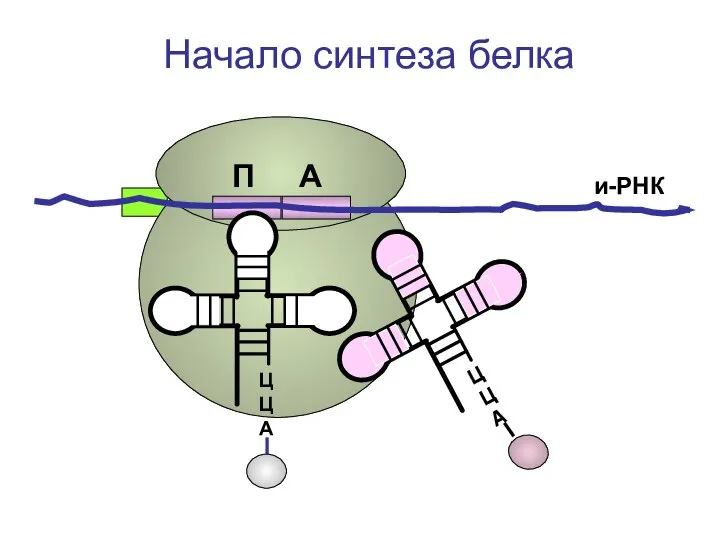 ЦЦА и-РНК Начало синтеза белка П А