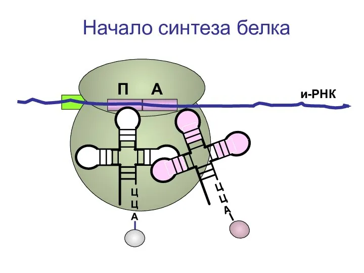 ЦЦА и-РНК Начало синтеза белка П А