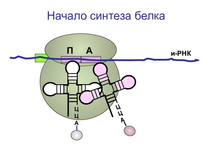 ЦЦА и-РНК Начало синтеза белка П А