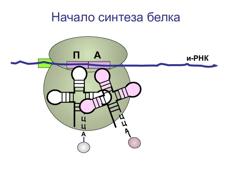 ЦЦА и-РНК Начало синтеза белка П А