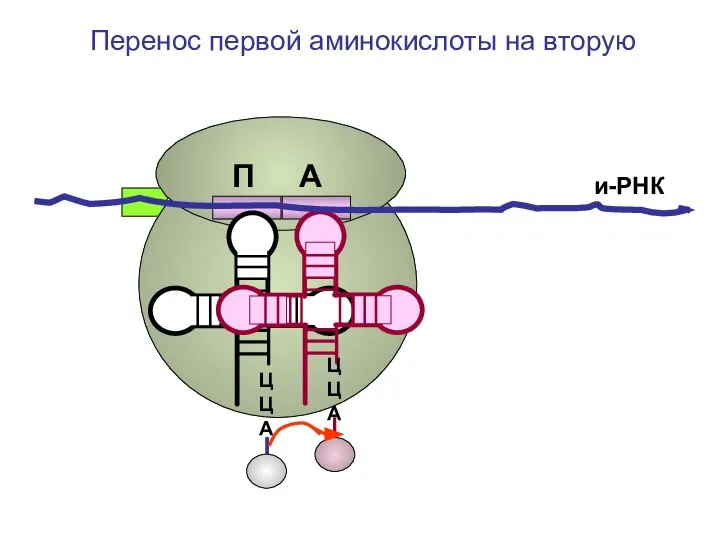 ЦЦА ЦЦА и-РНК Перенос первой аминокислоты на вторую П А