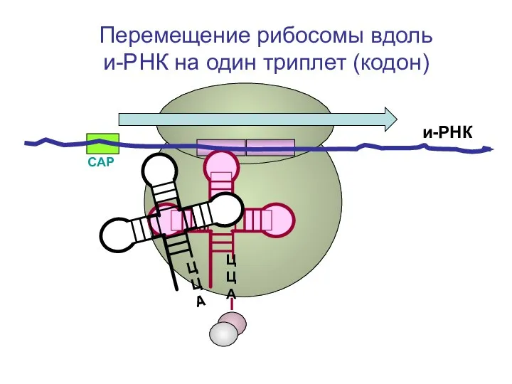 СAP и-РНК ЦЦА Перемещение рибосомы вдоль и-РНК на один триплет (кодон)