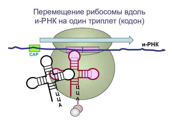 СAP и-РНК ЦЦА Перемещение рибосомы вдоль и-РНК на один триплет (кодон)