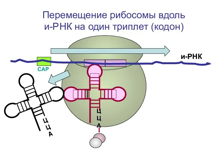 СAP и-РНК ЦЦА Перемещение рибосомы вдоль и-РНК на один триплет (кодон) ЦЦА