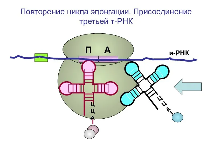 и-РНК ЦЦА ЦЦА Повторение цикла элонгации. Присоединение третьей т-РНК П А