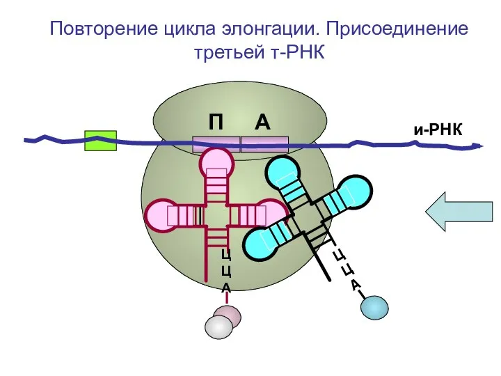 и-РНК ЦЦА Повторение цикла элонгации. Присоединение третьей т-РНК П А