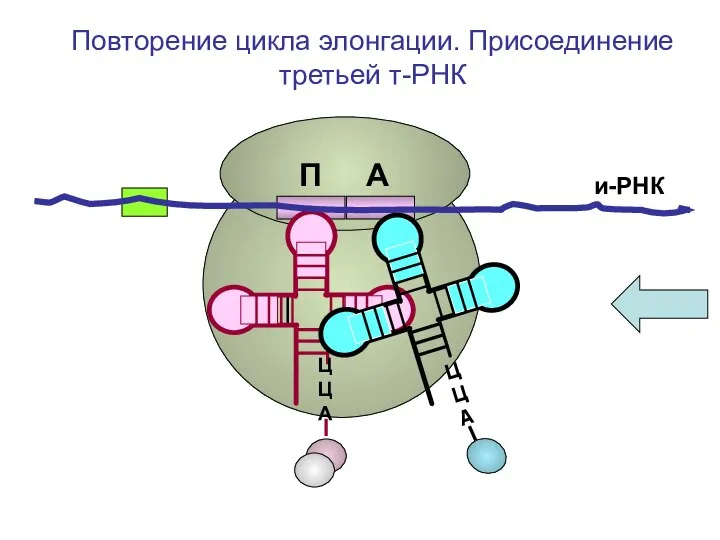 и-РНК ЦЦА Повторение цикла элонгации. Присоединение третьей т-РНК П А