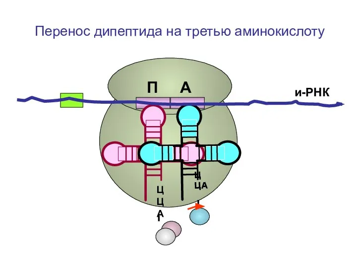 ЦЦА ЦЦА и-РНК П А Перенос дипептида на третью аминокислоту