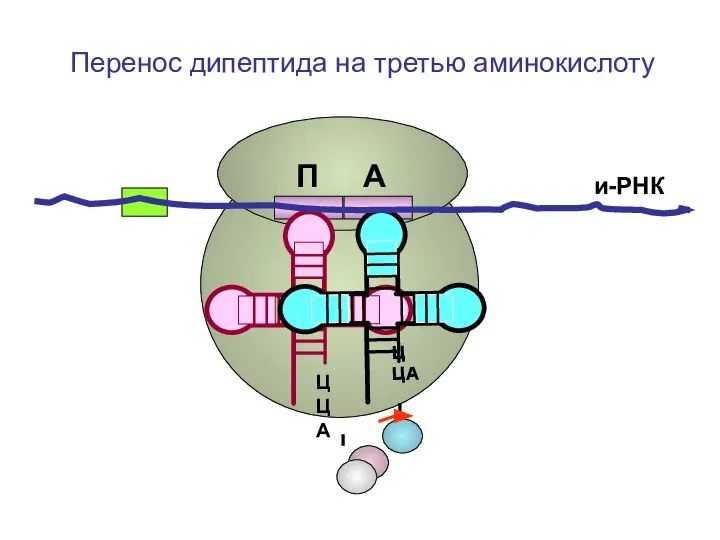 ЦЦА ЦЦА и-РНК П А Перенос дипептида на третью аминокислоту