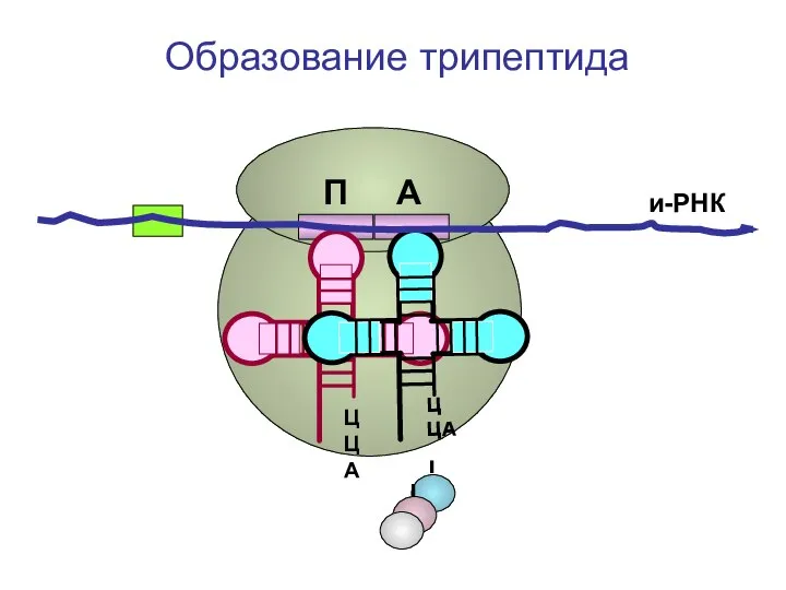 ЦЦА ЦЦА и-РНК П А Образование трипептида