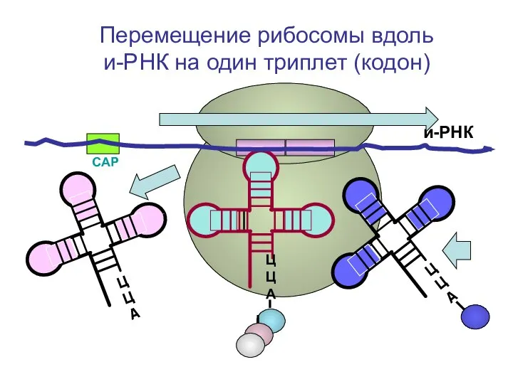 СAP и-РНК ЦЦА Перемещение рибосомы вдоль и-РНК на один триплет (кодон) ЦЦА ЦЦА