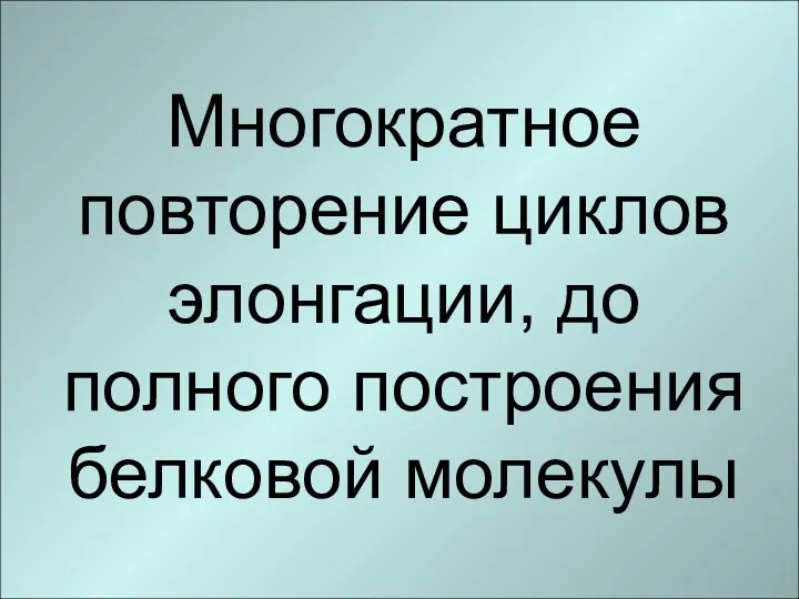 Многократное повторение циклов элонгации, до полного построения белковой молекулы