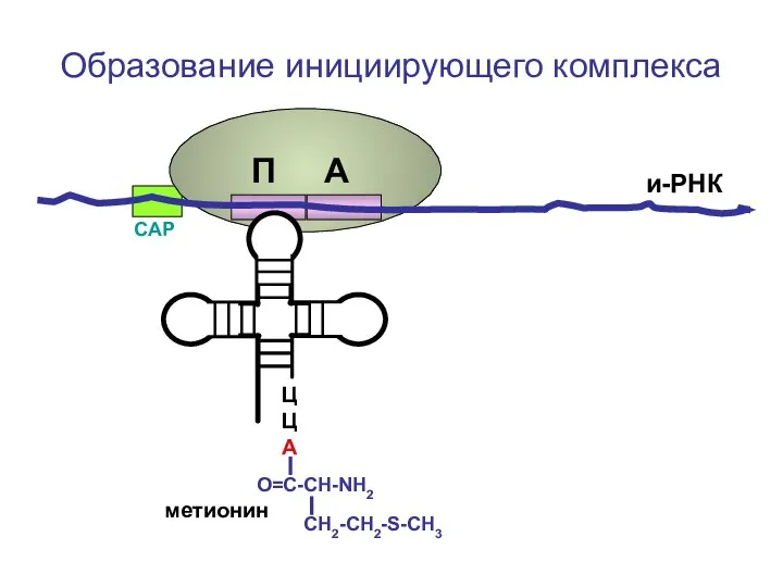 ЦЦА О=С-СН-NH2 СН2-СН2-S-CH3 Образование инициирующего комплекса метионин и-РНК СAP П А