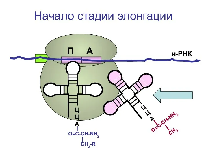 ЦЦА О=С-СН-NH2 СН2-R ЦЦА О=С-СН-NH2 CH3 и-РНК Начало стадии элонгации П А