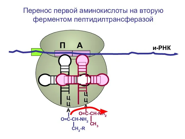 ЦЦА О=С-СН-NH2 СН2-R ЦЦА О=С-СН-NH2 СН3 и-РНК Перенос первой аминокислоты на вторую ферментом пептидилтрансферазой П А