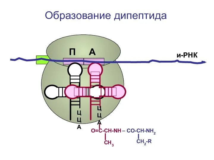 ЦЦА СН2-R ЦЦА О=С-СН-NH – CO-CH-NH2 СН3 и-РНК Образование дипептида П А