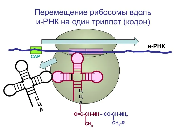 СAP СН2-R и-РНК ЦЦА О=С-СН-NH – CO-CH-NH2 СН3 Перемещение рибосомы вдоль