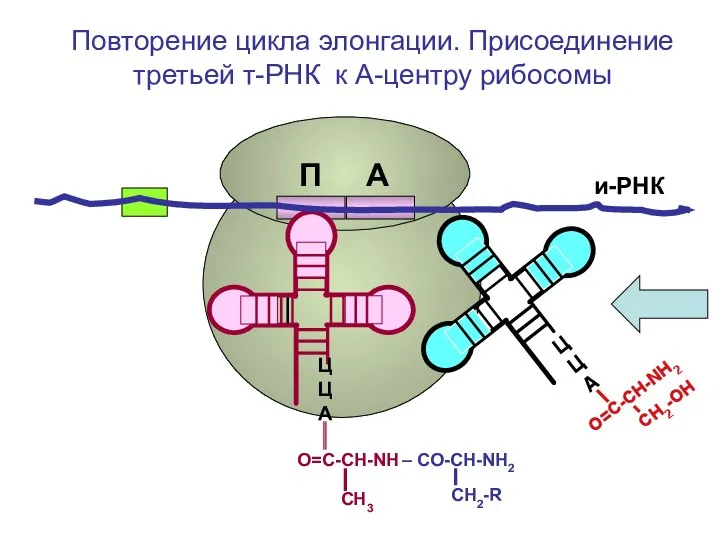 СН2-R и-РНК ЦЦА О=С-СН-NH – CO-CH-NH2 СН3 ЦЦА О=С-СН-NH2 CH2-OH Повторение