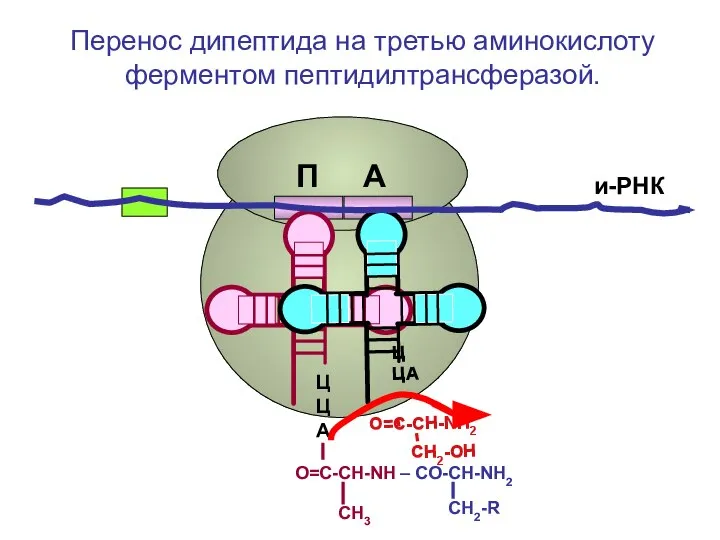 СН2-R ЦЦА О=С-СН-NH – CO-CH-NH2 СН3 ЦЦА О=С-СН-NH2 CH2-OH и-РНК П