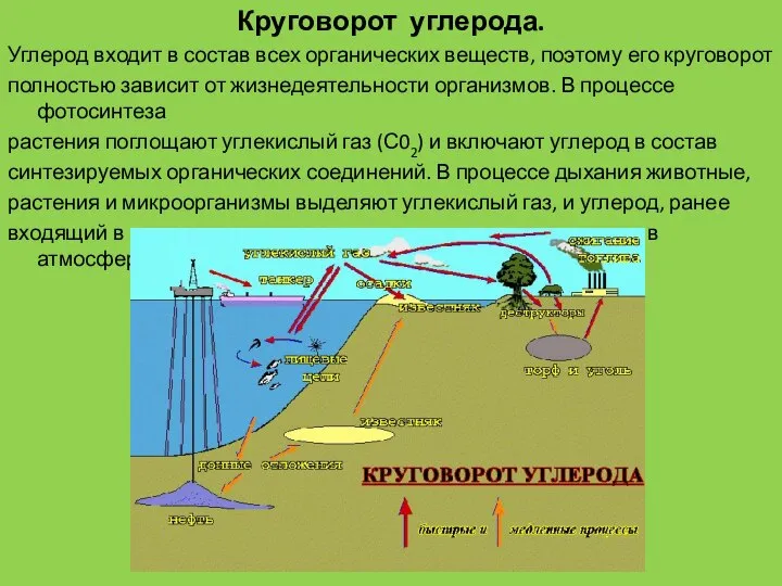 Круговорот углерода. Углерод входит в состав всех органических веществ, поэтому его