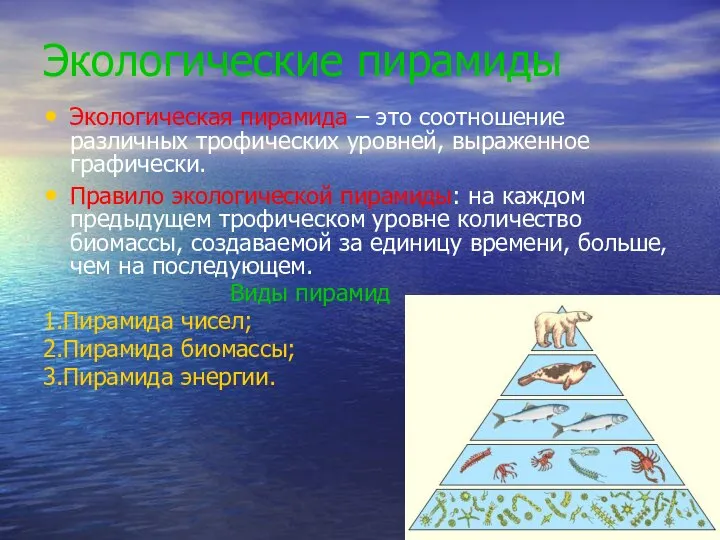 Экологические пирамиды Экологическая пирамида – это соотношение различных трофических уровней, выраженное