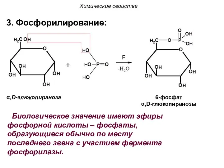 α,D-глюкопираноза 6-фосфат α,D-глюкопиранозы Химические свойства 3. Фосфорилирование: Биологическое значение имеют эфиры