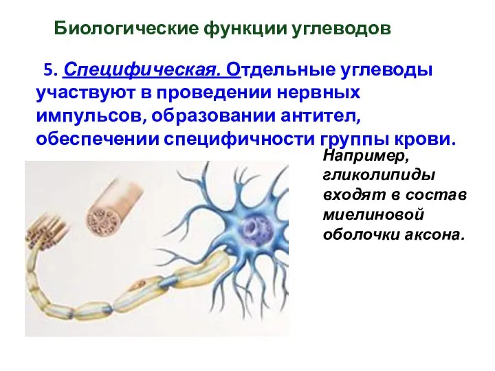 Биологические функции углеводов 5. Специфическая. Отдельные углеводы участвуют в проведении нервных