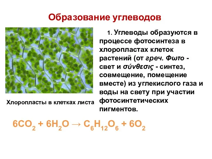 Образование углеводов 6CO2 + 6H2O → C6H12O6 + 6O2 1. Углеводы