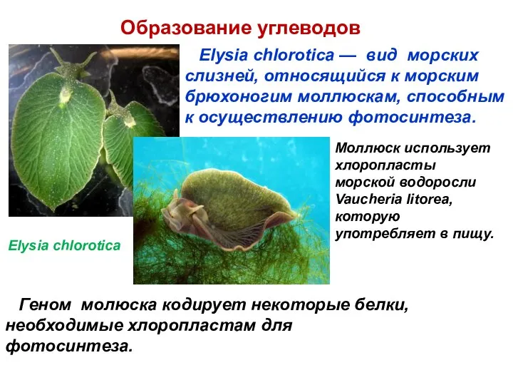 Elysia chlorotica Elysia chlorotica — вид морских слизней, относящийся к морским