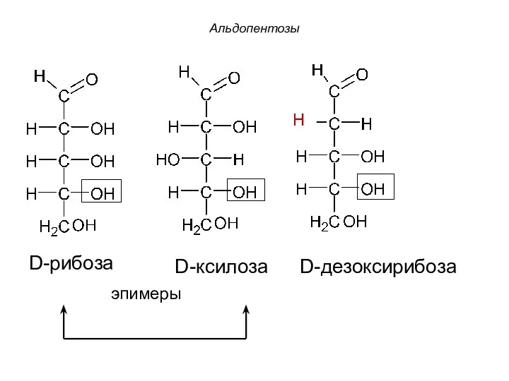 D-рибоза D-ксилоза D-дезоксирибоза эпимеры Альдопентозы H