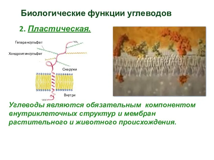 Биологические функции углеводов 2. Пластическая. Углеводы являются обязательным компонентом внутриклеточных структур