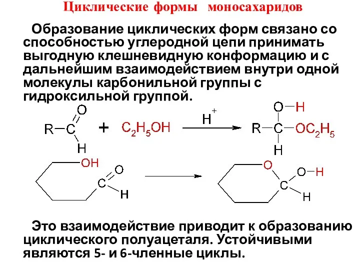 Циклические формы моносахаридов Образование циклических форм связано со способностью углеродной цепи