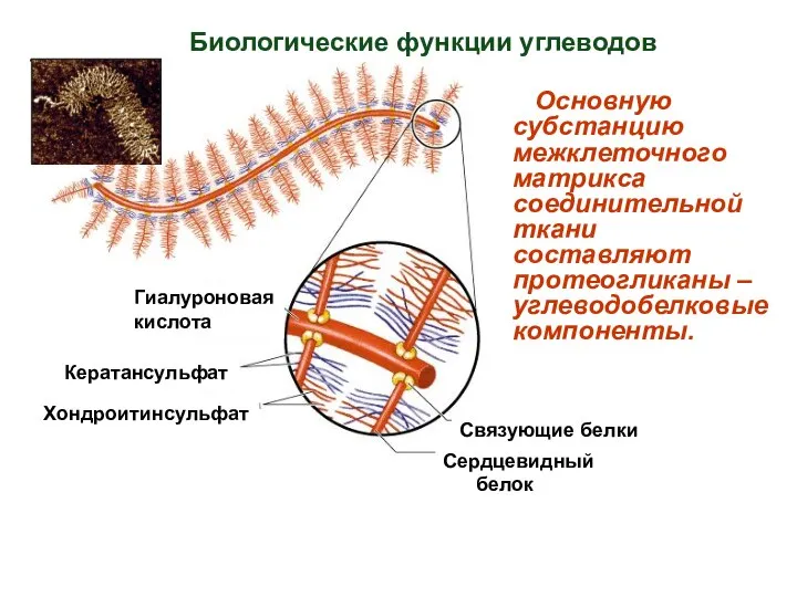 Кератансульфат Хондроитинсульфат Гиалуроновая кислота Связующие белки Сердцевидный белок Основную субстанцию межклеточного