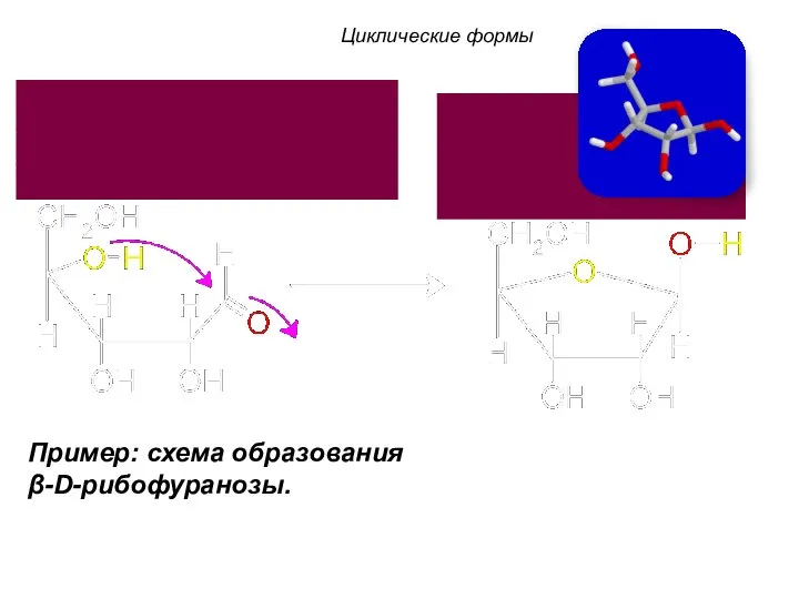 Пример: схема образования β-D-рибофуранозы. Циклические формы
