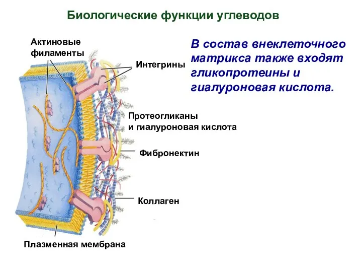 В состав внеклеточного матрикса также входят гликопротеины и гиалуроновая кислота. Биологические