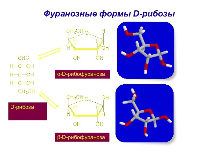 Фуранозные формы D-рибозы D-рибоза α-D-рибофураноза β-D-рибофураноза