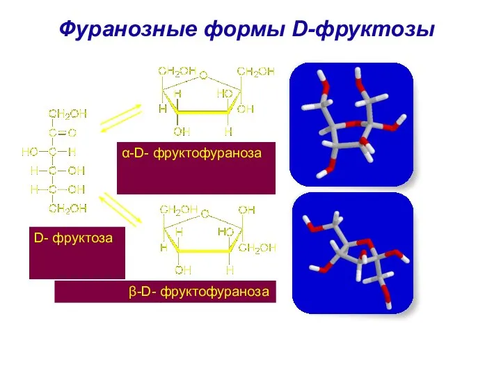 Фуранозные формы D-фруктозы α-D- фруктофураноза β-D- фруктофураноза D- фруктоза