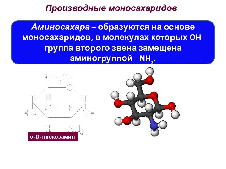 Производные моносахаридов Аминосахара – образуются на основе моносахаридов, в молекулах которых