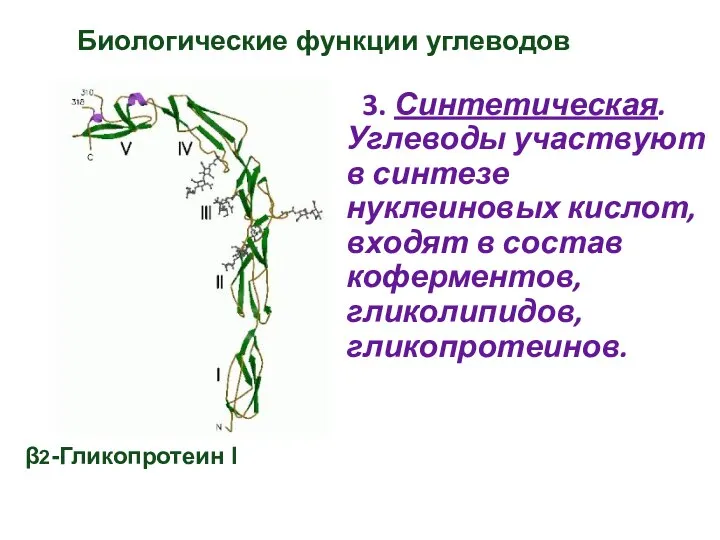 Биологические функции углеводов 3. Синтетическая. Углеводы участвуют в синтезе нуклеиновых кислот,