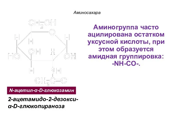 N-ацетил-α-D-глюкозамин 2-ацетамидо-2-дезокси-α-D-глюкопираноза Аминосахара Аминогруппа часто ацилирована остатком уксусной кислоты, при этом образуется амидная группировка: -NH-CO-.