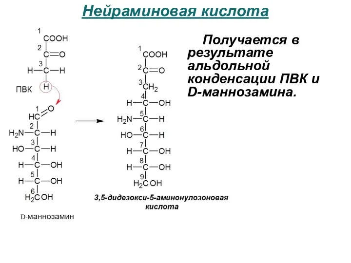 Нейраминовая кислота Получается в результате альдольной конденсации ПВК и D-маннозамина.