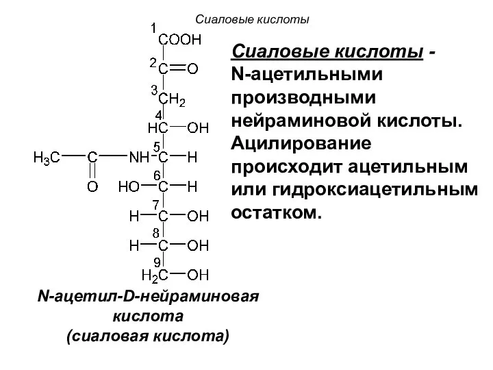 N-ацетил-D-нейраминовая кислота (сиаловая кислота) Сиаловые кислоты Сиаловые кислоты - N-ацетильными производными