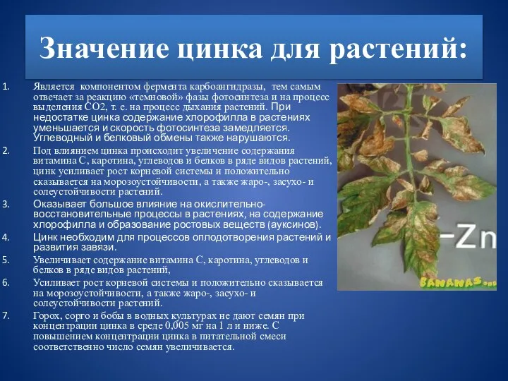 Значение цинка для растений: Является компонентом фермента карбоангидразы, тем самым отвечает